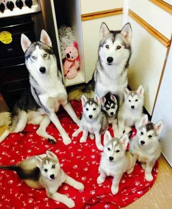 husky family 