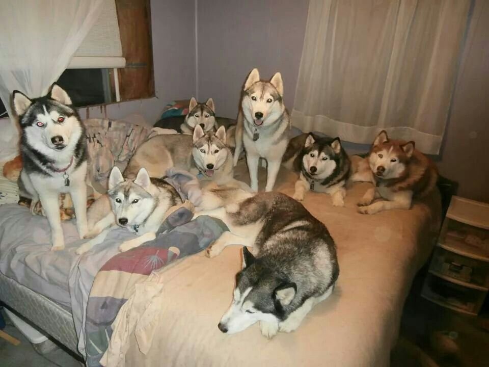 husky family 