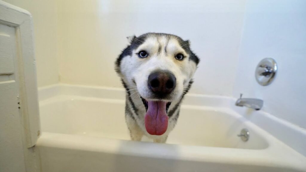 cute huskies taking baths