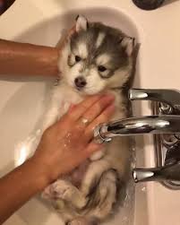 pics of huskies taking baths