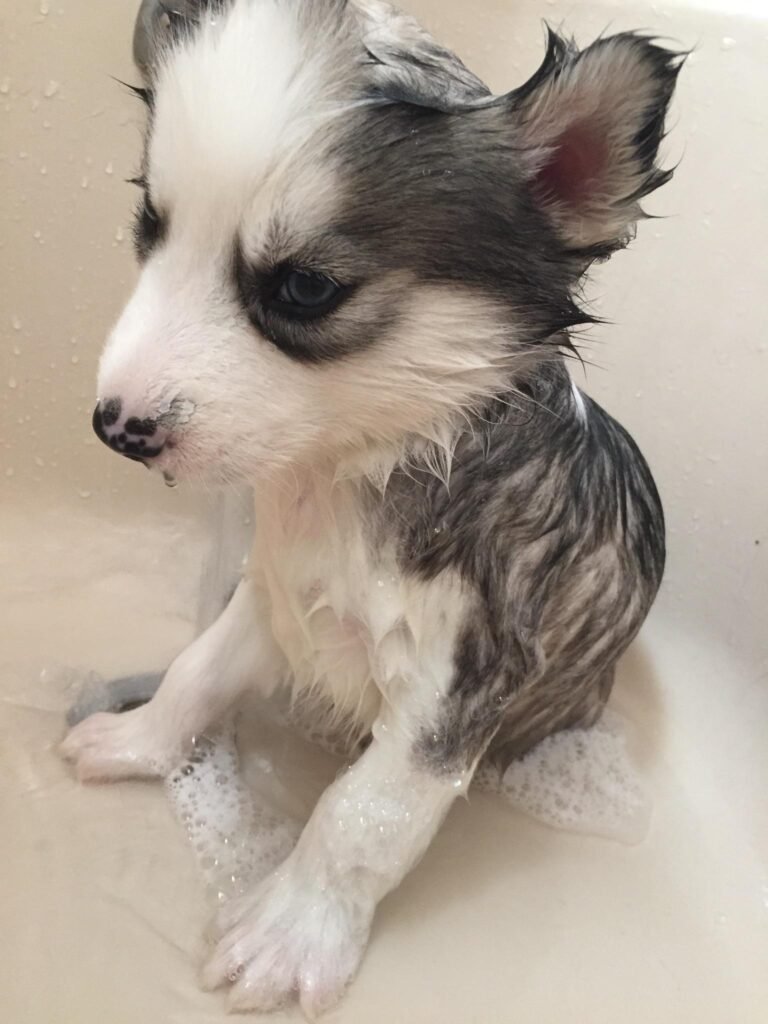 do huskies like baths