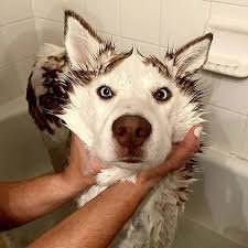 cute huskies taking baths