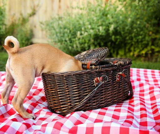 Picnic is always a great choice