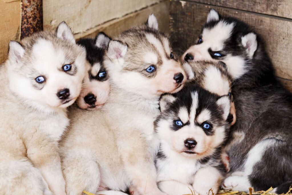 Huskies (In A Parallel Universe