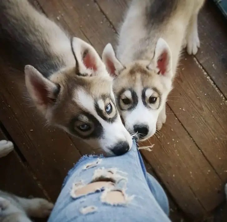 Huskies In A Parallel Universe