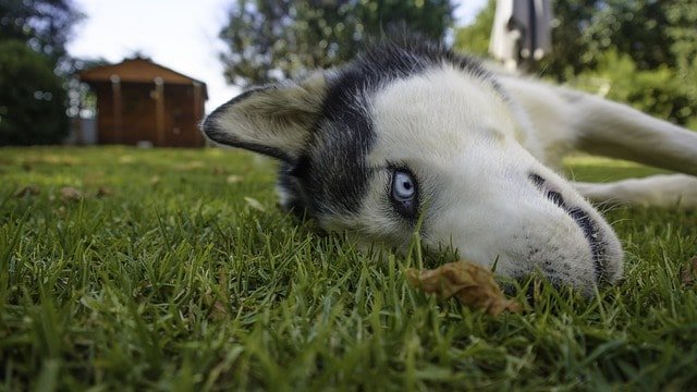 husky your best friend