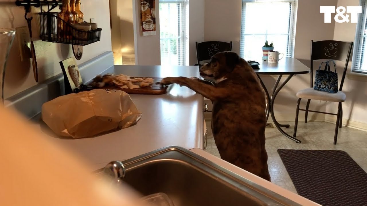 10 Epic Pics Of Sneaky Dogs Stealing Food That Will Make You Laugh