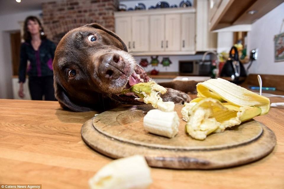 Sneaky Dogs Stealing Food