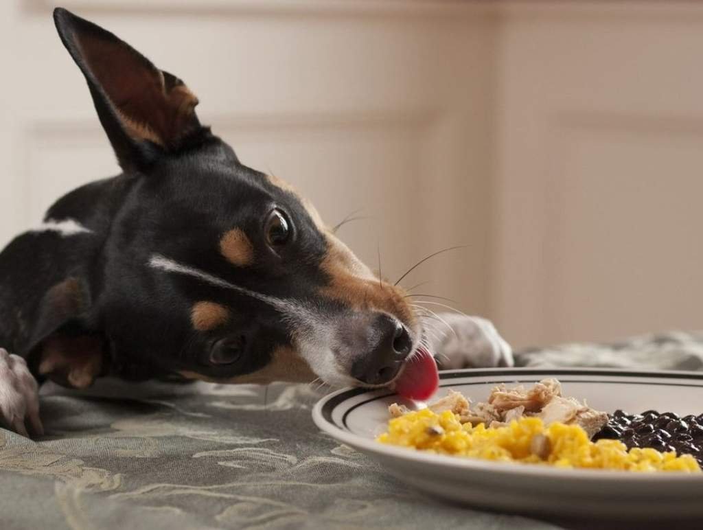 Sneaky Dogs Stealing Food