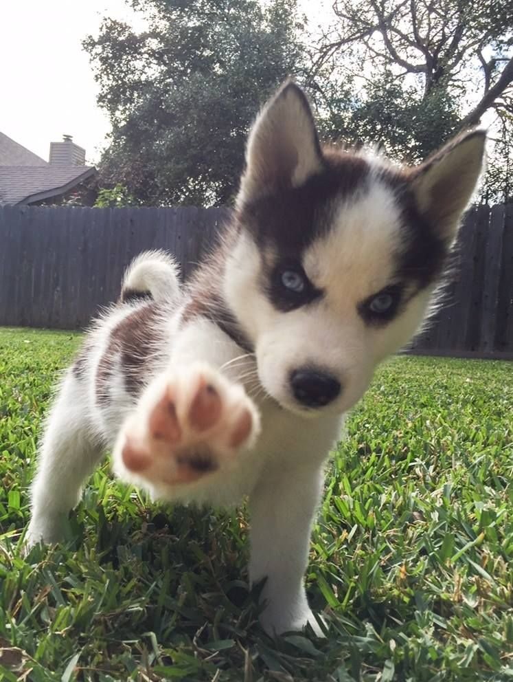 cute huskies