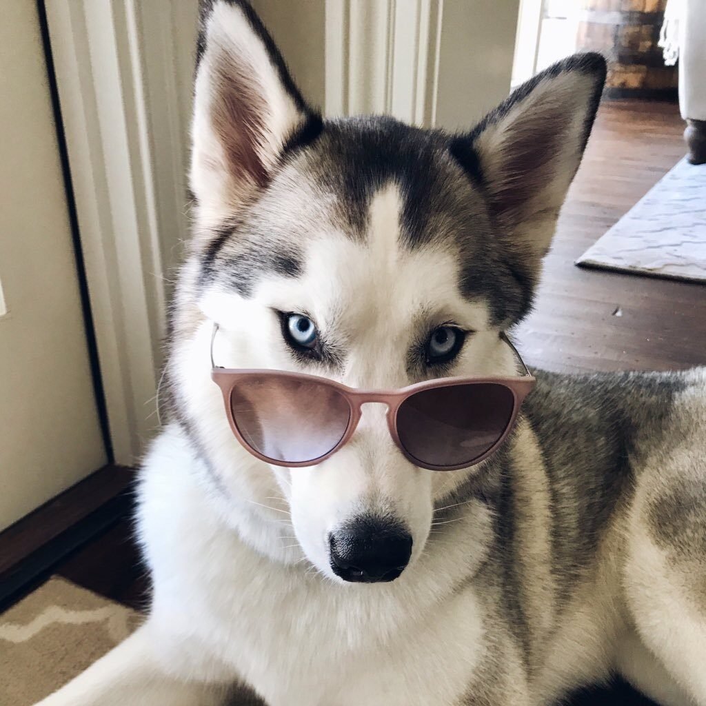 12 Science-Backed Reasons That Show Why You Need to Have a Husky 
