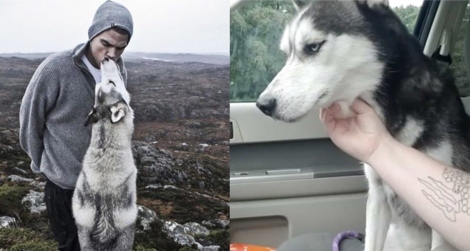 Science-Backed Reasons That Show Why You Need to Have a Husky