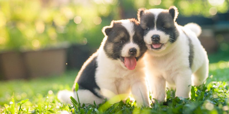 Tips On Socializing A Confident Puppy