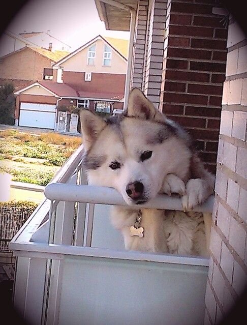 Huskies enjoying the balcony view