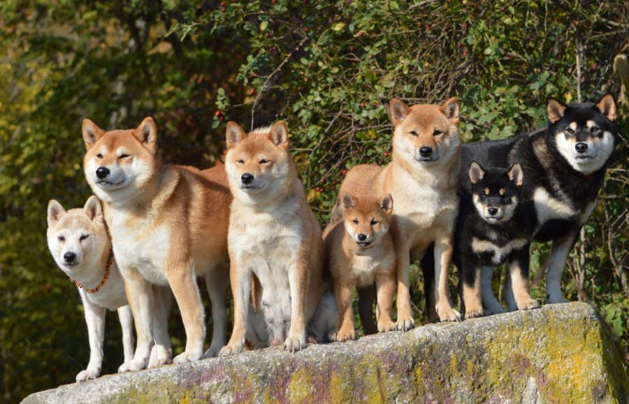 Akita color coat