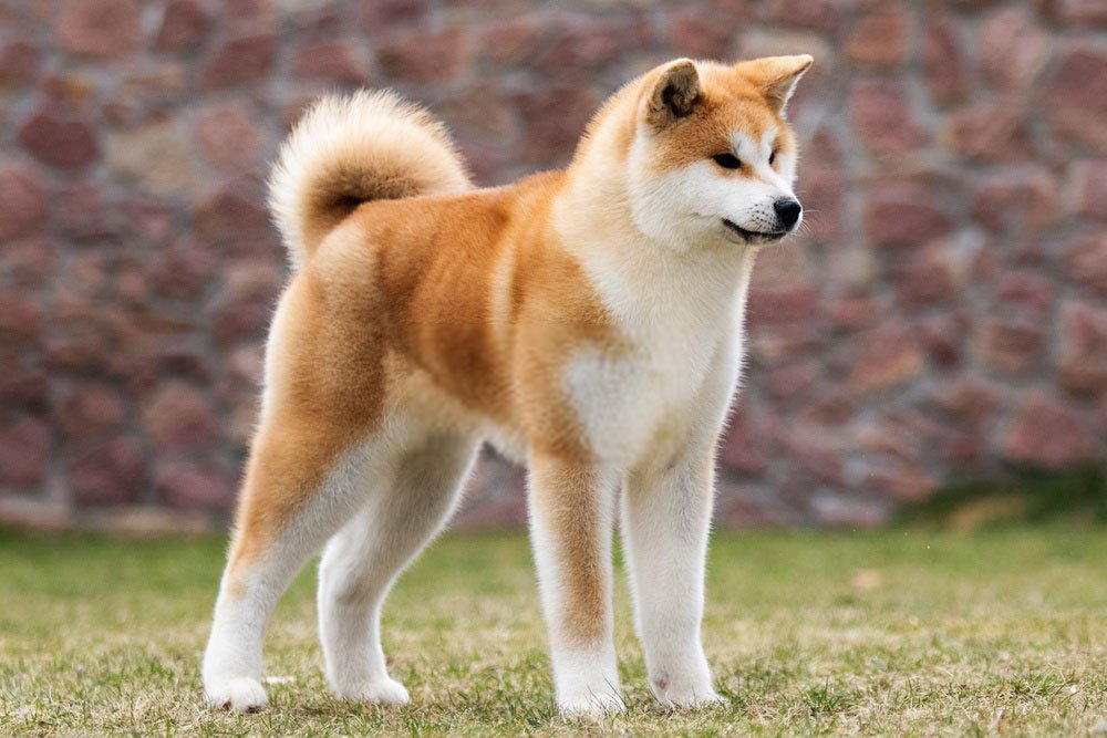 Height & Weight of Akita