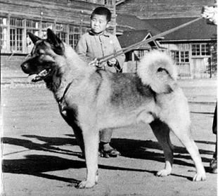 Akita origin