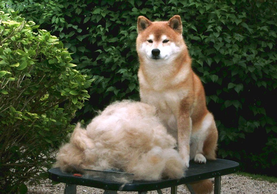 Akita grooming