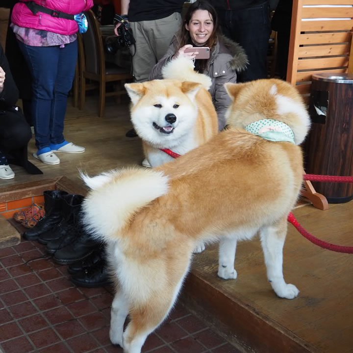 Akita friendly dog