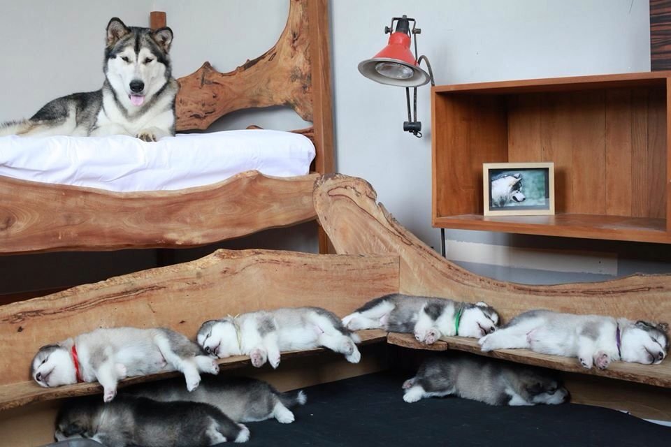 Alaskan malamute litter size