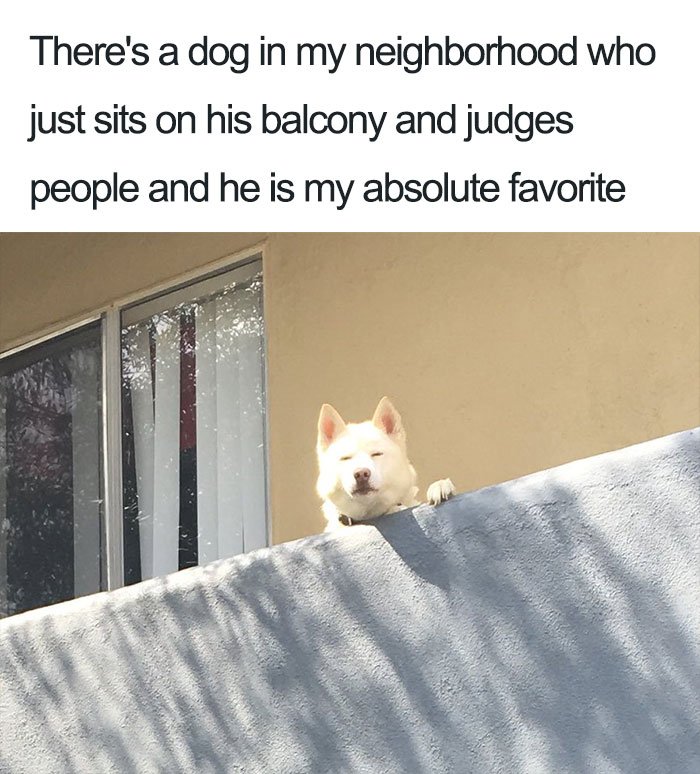 Huskies enjoying the balcony view