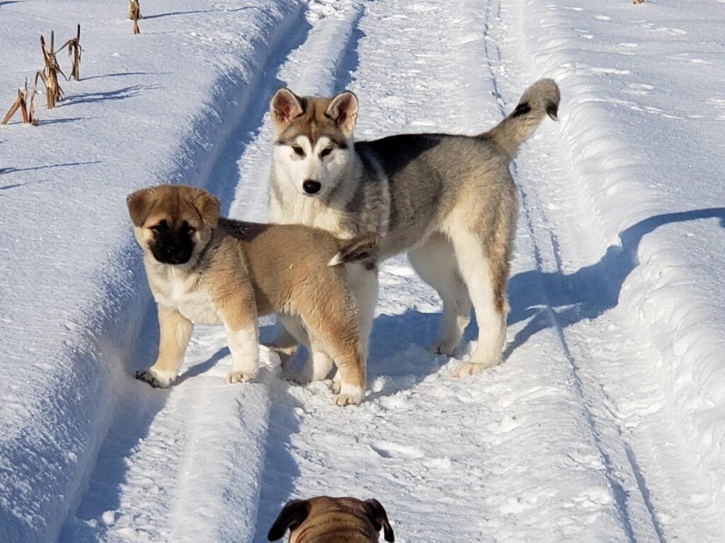 The Difference Between Alaskan Malamute And Akita