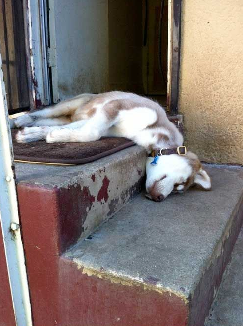 Ridiculous Pics Of Huskies Sleeping Positions