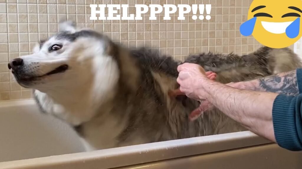 Pics Of Huskies Taking Baths