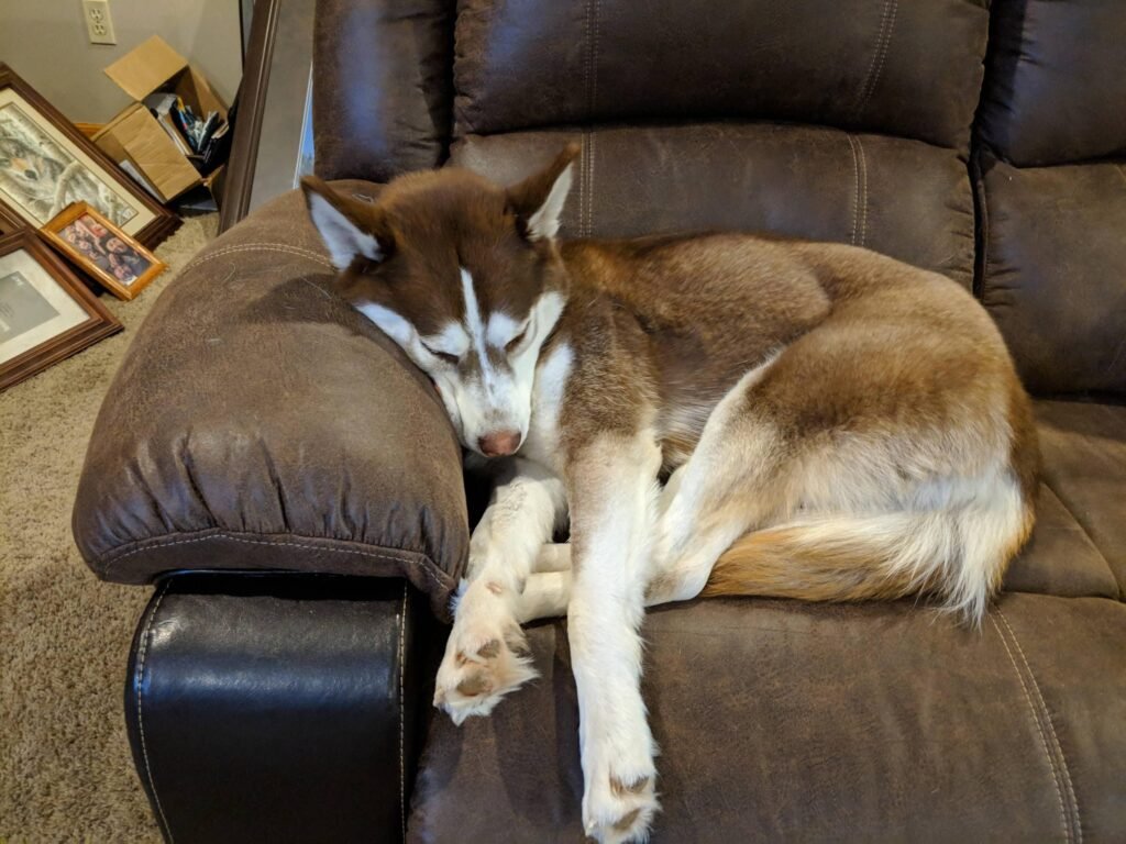 Huskies Are The Real Owners Of Your House