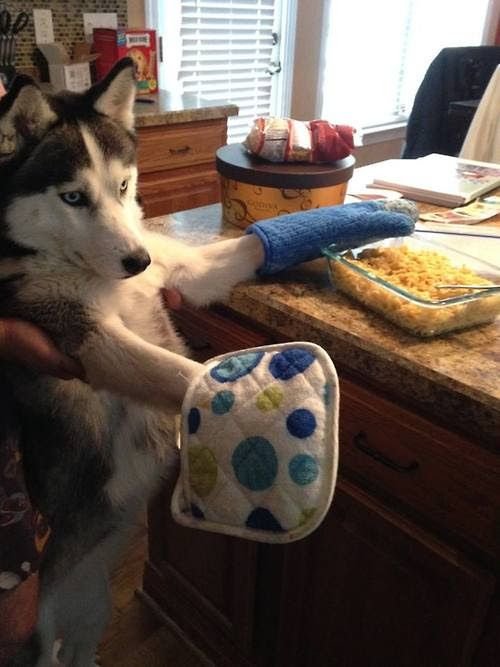 Funny Pictures Of Huskies