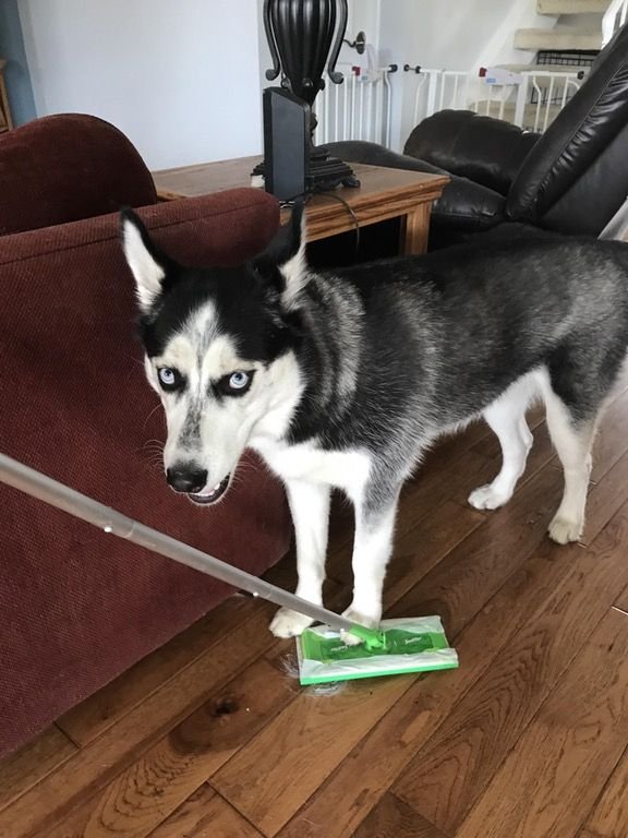 Funny Pictures Of Huskies