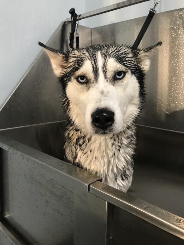 pics of huskies taking baths