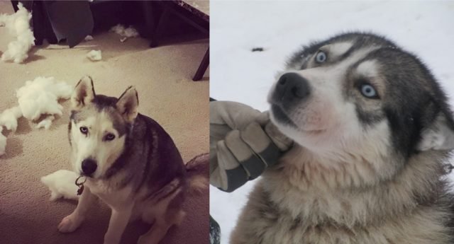 Expressions Every Husky Owner Will Recognize