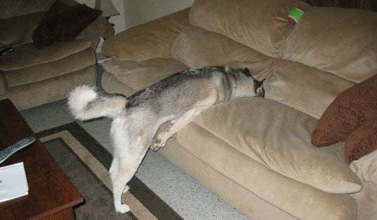 Ridiculous Pics Of Huskies Sleeping Positions