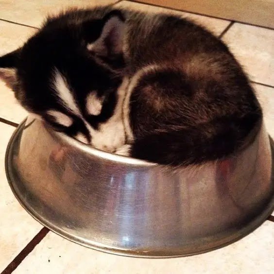 Ridiculous Pics Of Huskies Sleeping Positions