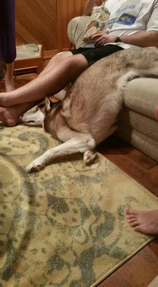 Ridiculous Pics Of Huskies Sleeping Positions