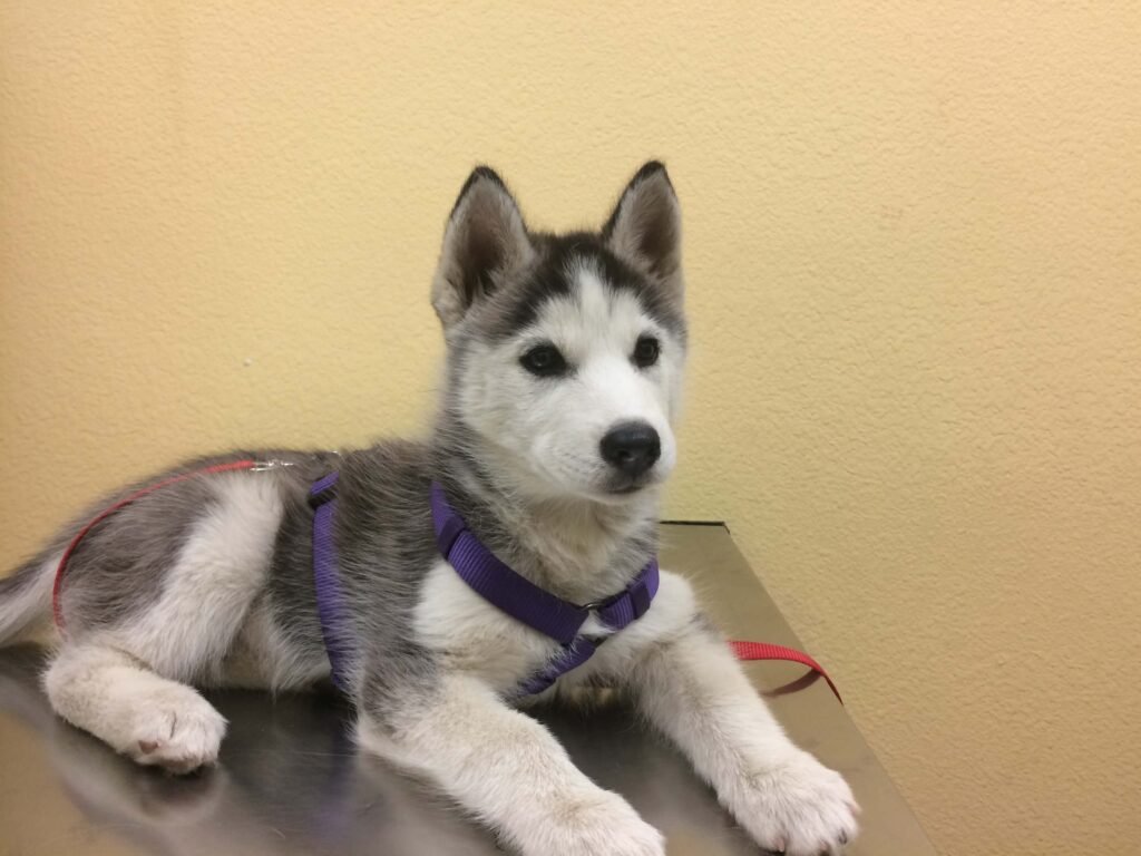 husky at the vet