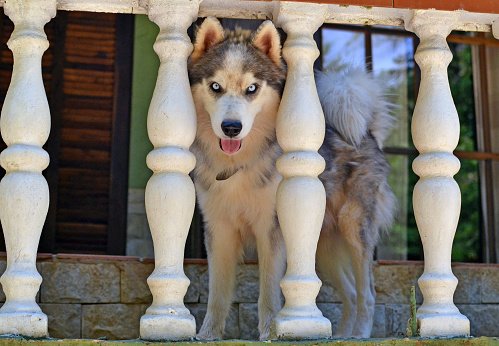 Huskies enjoying the balcony view