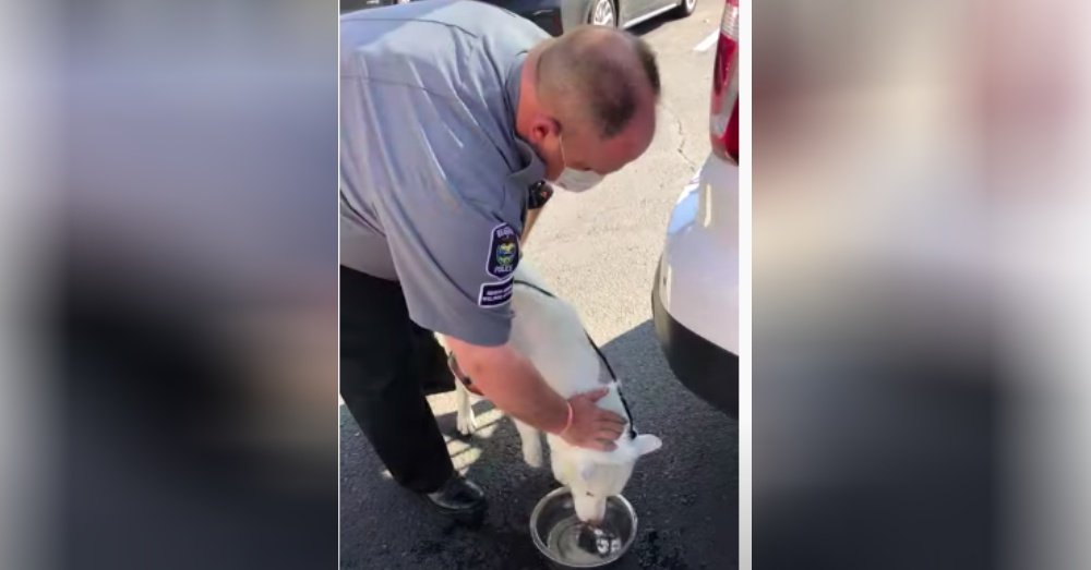 Officer Rescues Husky From Locked Car 