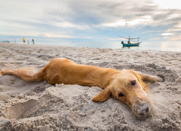 spend the day with your dog