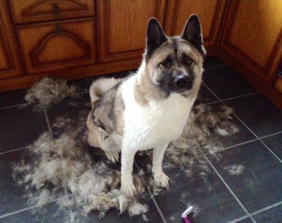 Akita shedding