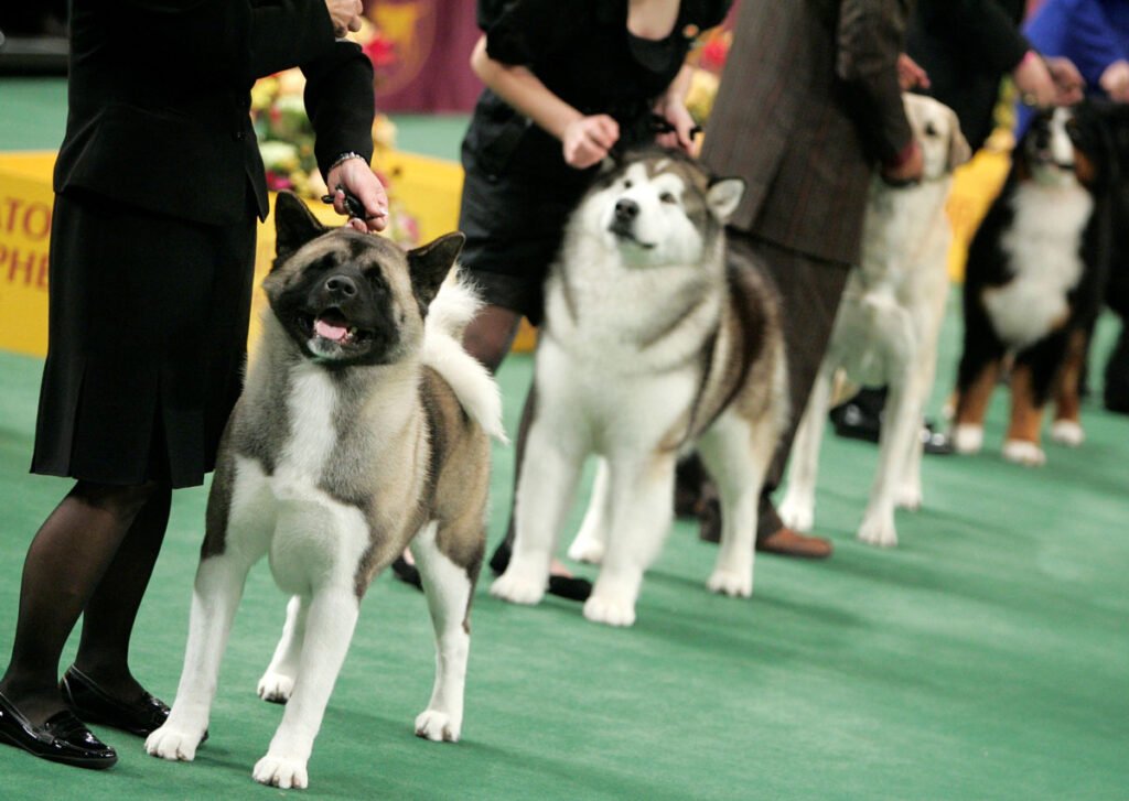 Malamute and Akita training skills 