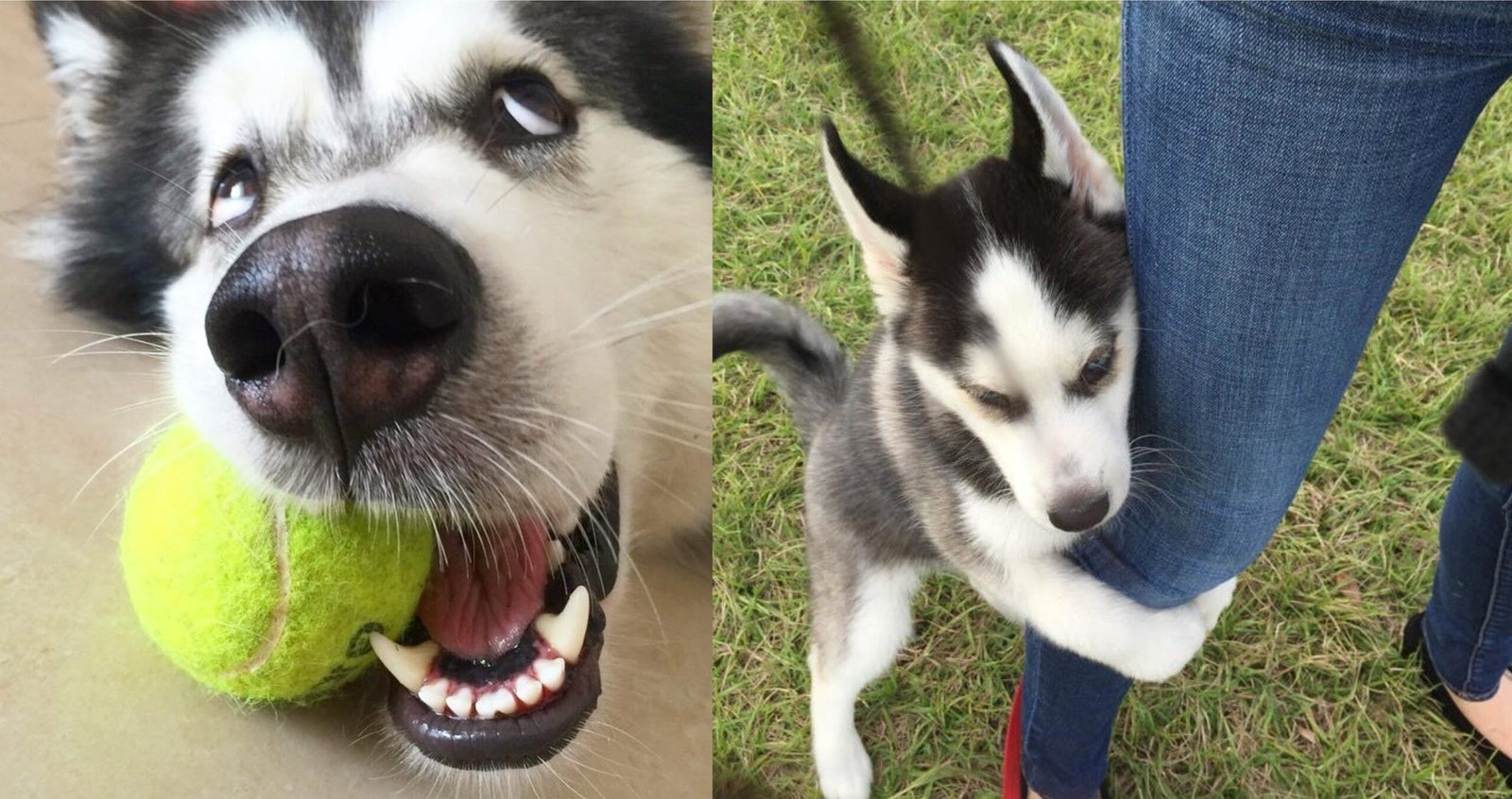 10 Things That Huskies Do When They Are Trying To Tell You Something