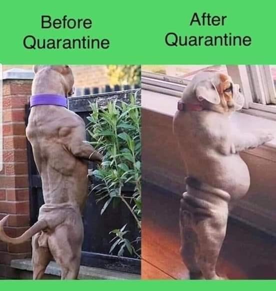 Funny dogs during quarantine 