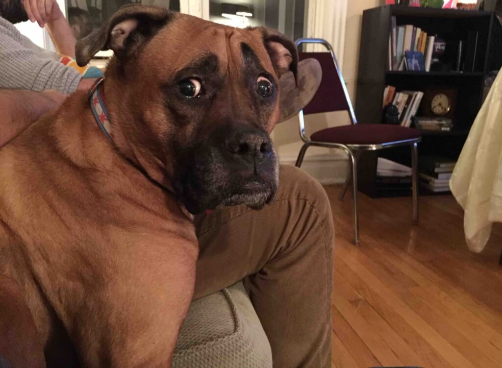 Funny Pictures Of 'Super Worried' Pets