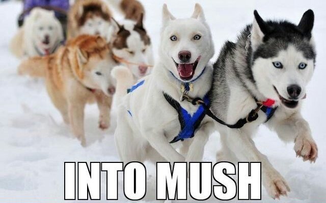 Funny Sled Pictures Of Huskies 