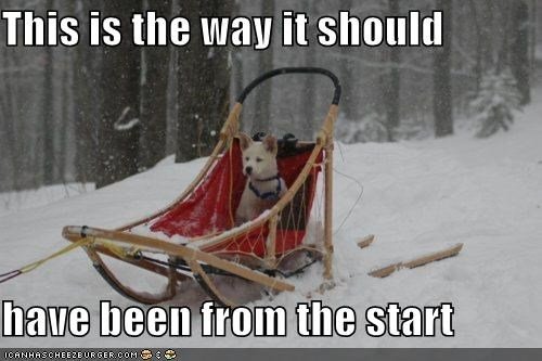 Funny Sled Pictures Of Huskies