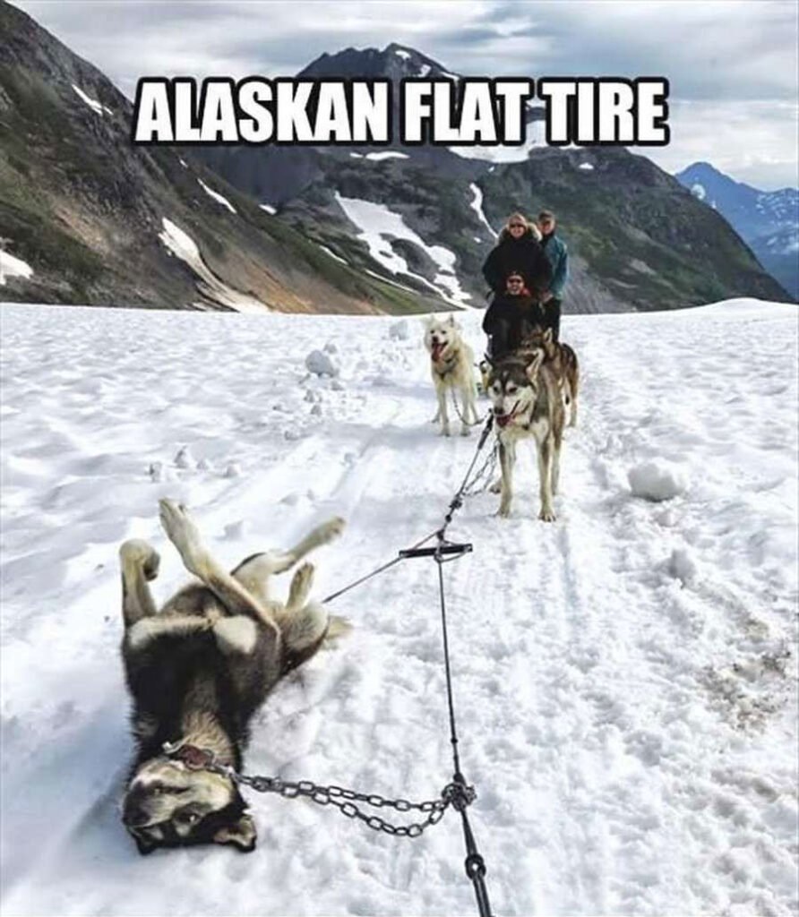 Funny Sled Pictures Of Huskies