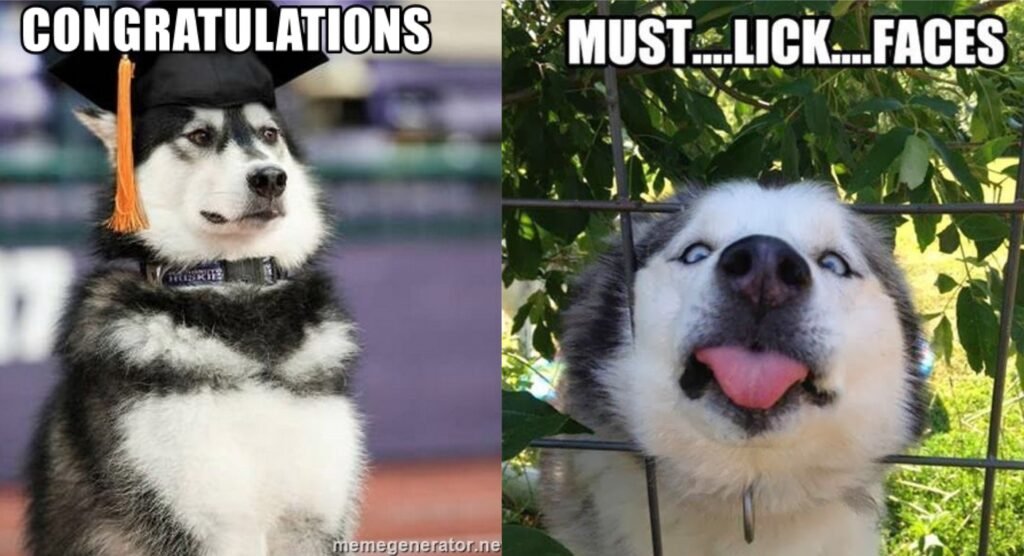 Here Are 12 Hilarious Reasons To Never Trust a Husky