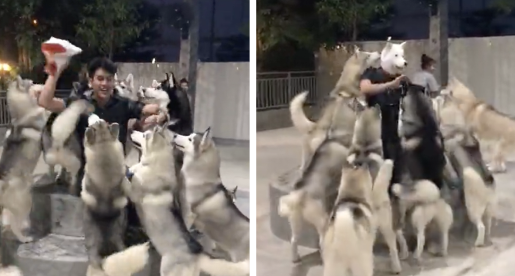 Huskies Go Crazy